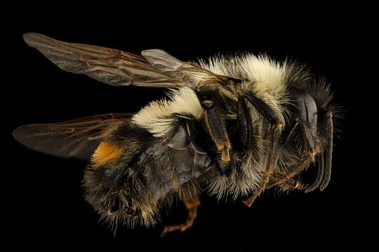 Слика од Bombus affinis Cresson 1864