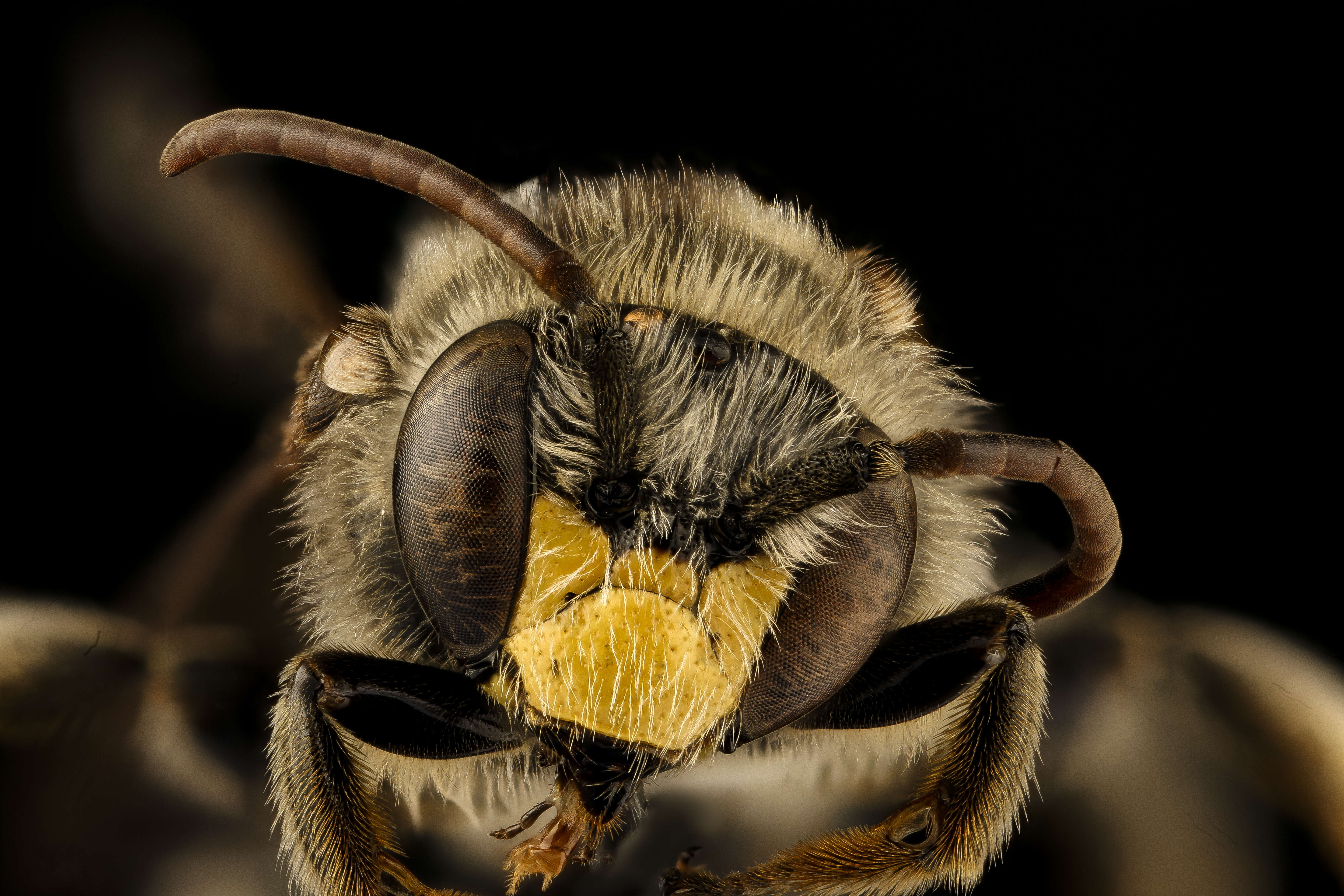 Image de Macropis ciliata Patton 1880