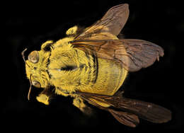 صورة Xylocopa caffra (Linnaeus 1767)