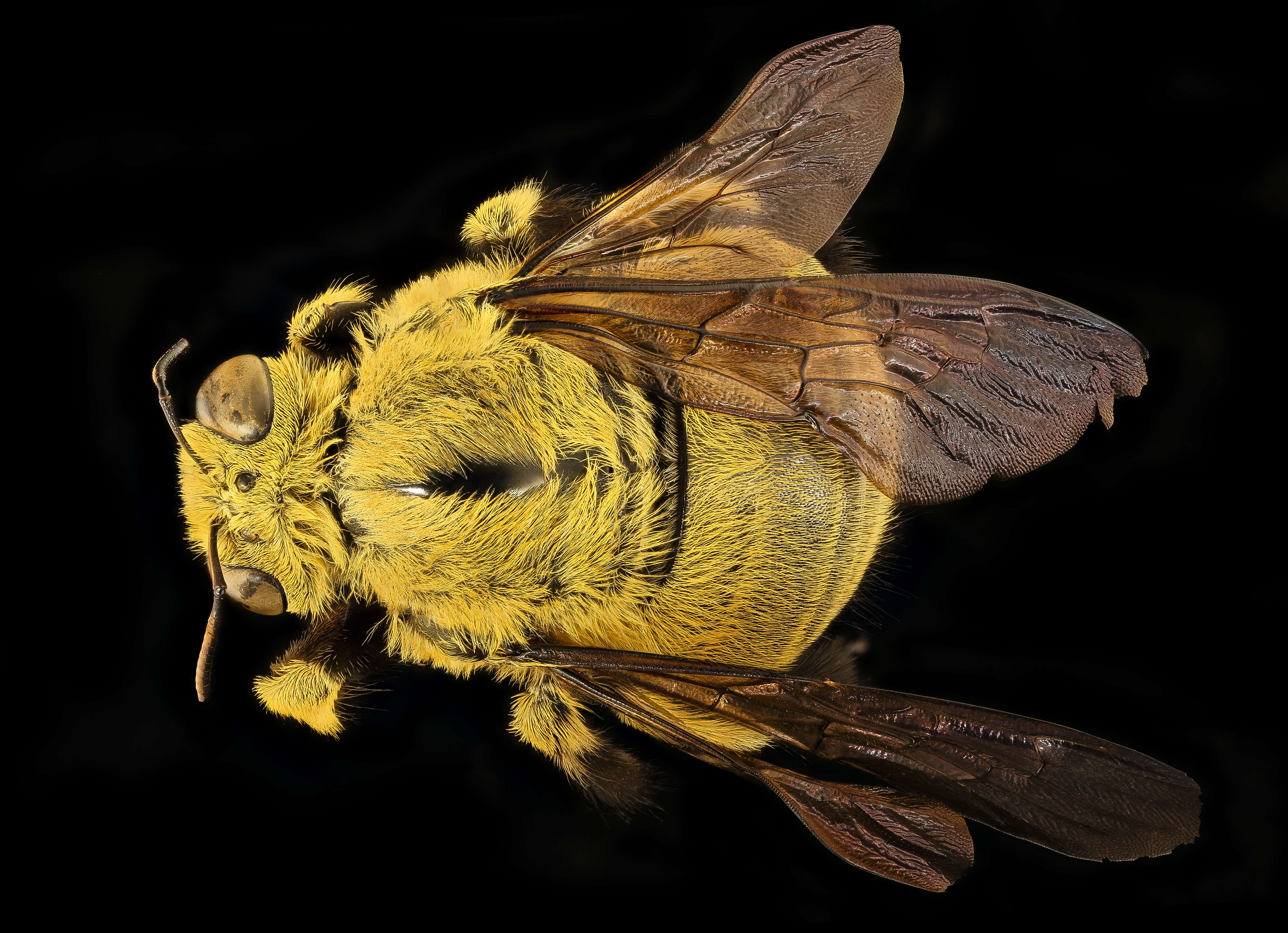 Image of Xylocopa caffra (Linnaeus 1767)