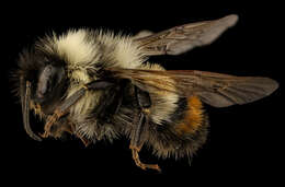 Слика од Bombus affinis Cresson 1864