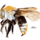 Image of Amegilla atrocincta (Lepeletier 1841)