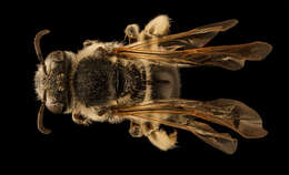 Image of Colletes robertsonii Dalla Torre 1896