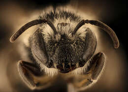 Image of Colletes robertsonii Dalla Torre 1896