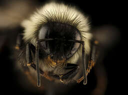 Слика од Bombus affinis Cresson 1864