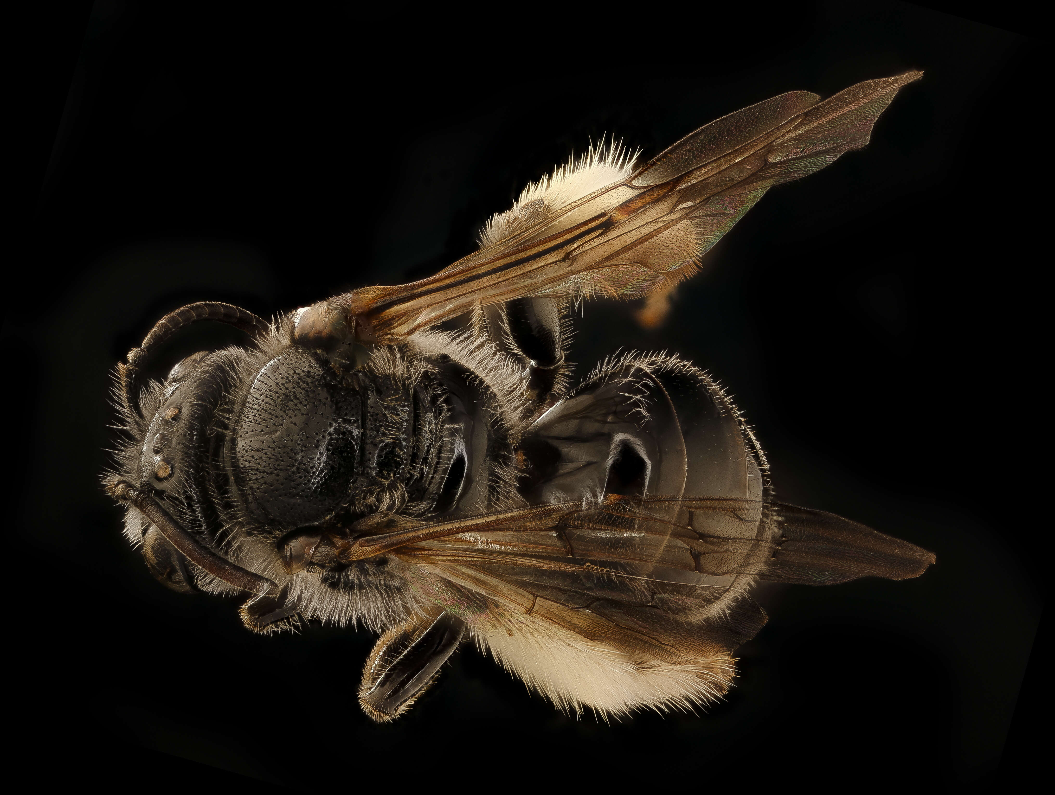 Image de Macropis ciliata Patton 1880