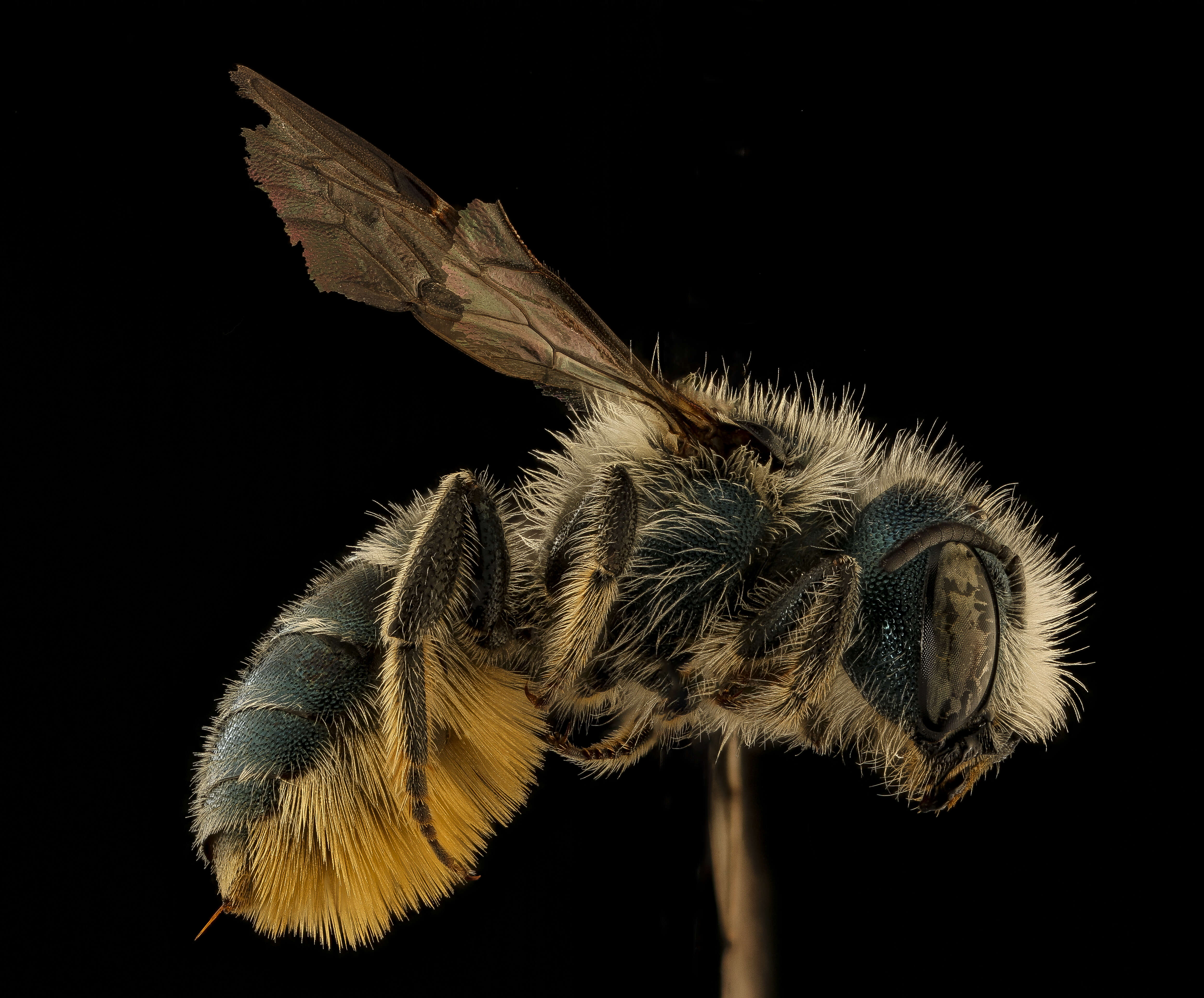 Image of Osmia georgica Cresson 1878