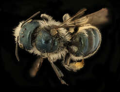 Image of Osmia georgica Cresson 1878