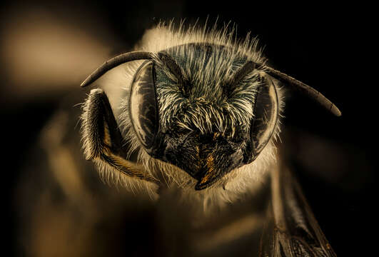 Image of Osmia georgica Cresson 1878