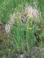 Image of yellow flag, yellow iris