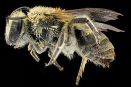 Image of Colletes solidaginis Swenk 1906