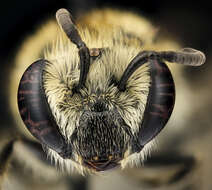 Image of Colletes solidaginis Swenk 1906