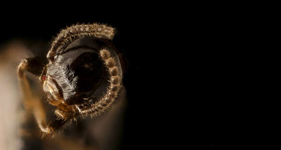 Image of Eastern Subterranean Termite