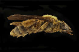 Imagem de Andrena helianthiformis Viereck & Cockerell 1914