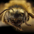 Imagem de Andrena helianthiformis Viereck & Cockerell 1914