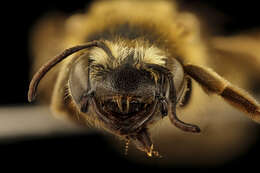 Imagem de Andrena helianthiformis Viereck & Cockerell 1914