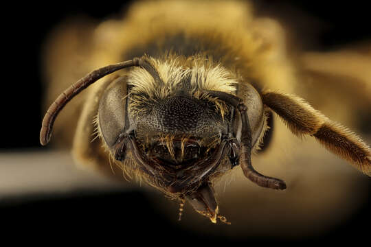 Image of Andrena helianthiformis Viereck & Cockerell 1914