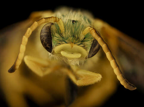 Image of Concave-nosed Striped-Sweat bee