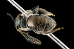 Image of Lasioglossum tamiamense (Mitchell 1960)