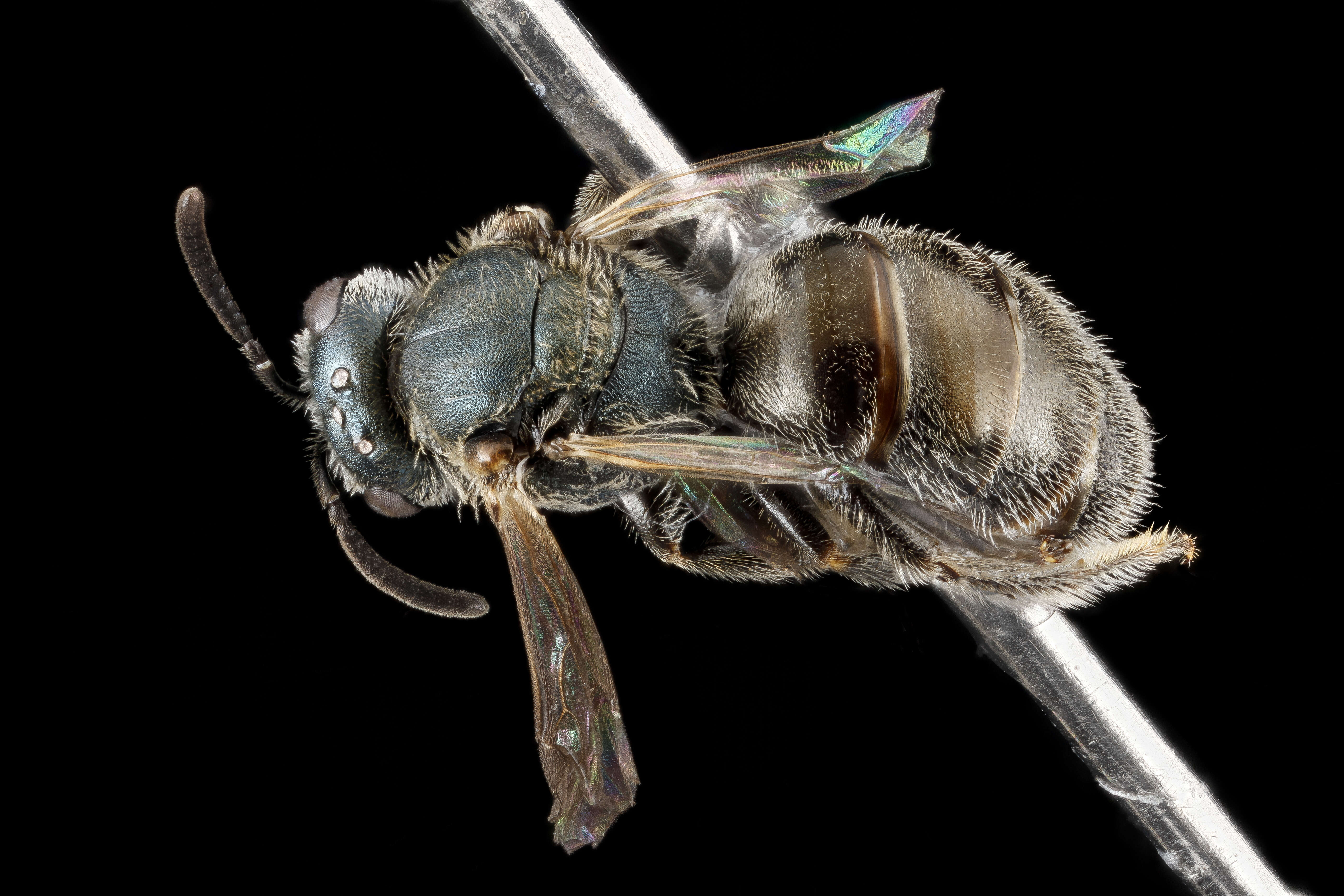 Image of Lasioglossum tamiamense (Mitchell 1960)