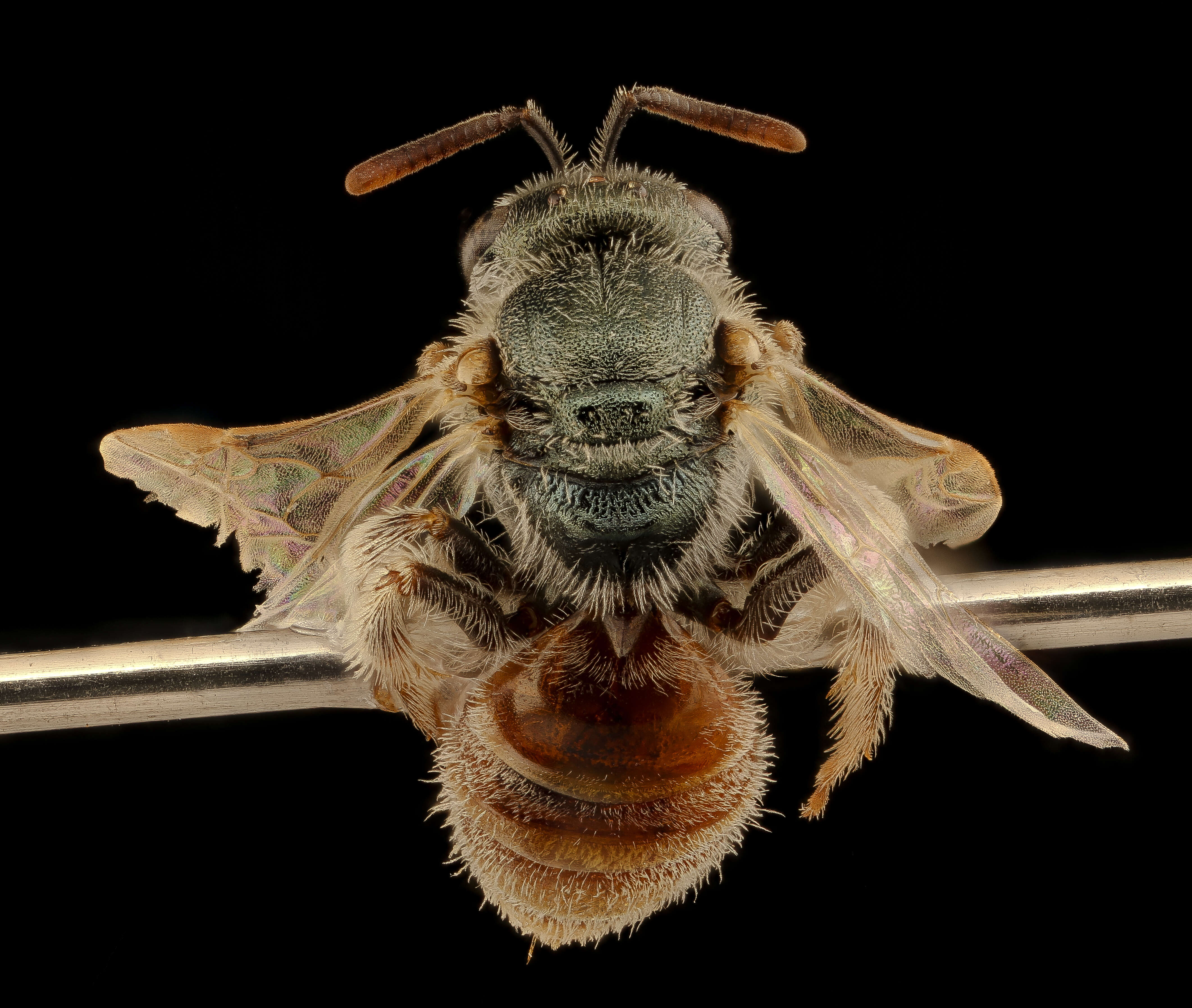 صورة Lasioglossum pictum (Crawford 1902)