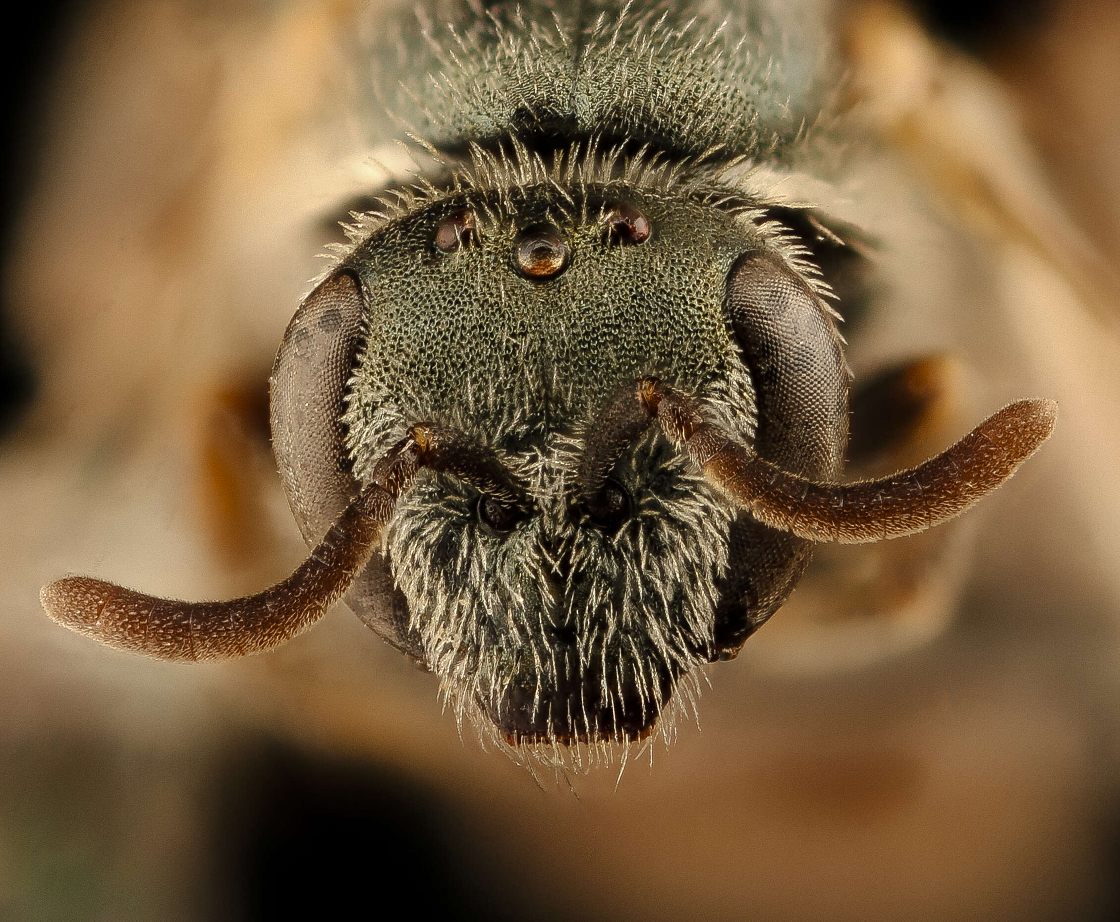 صورة Lasioglossum pictum (Crawford 1902)