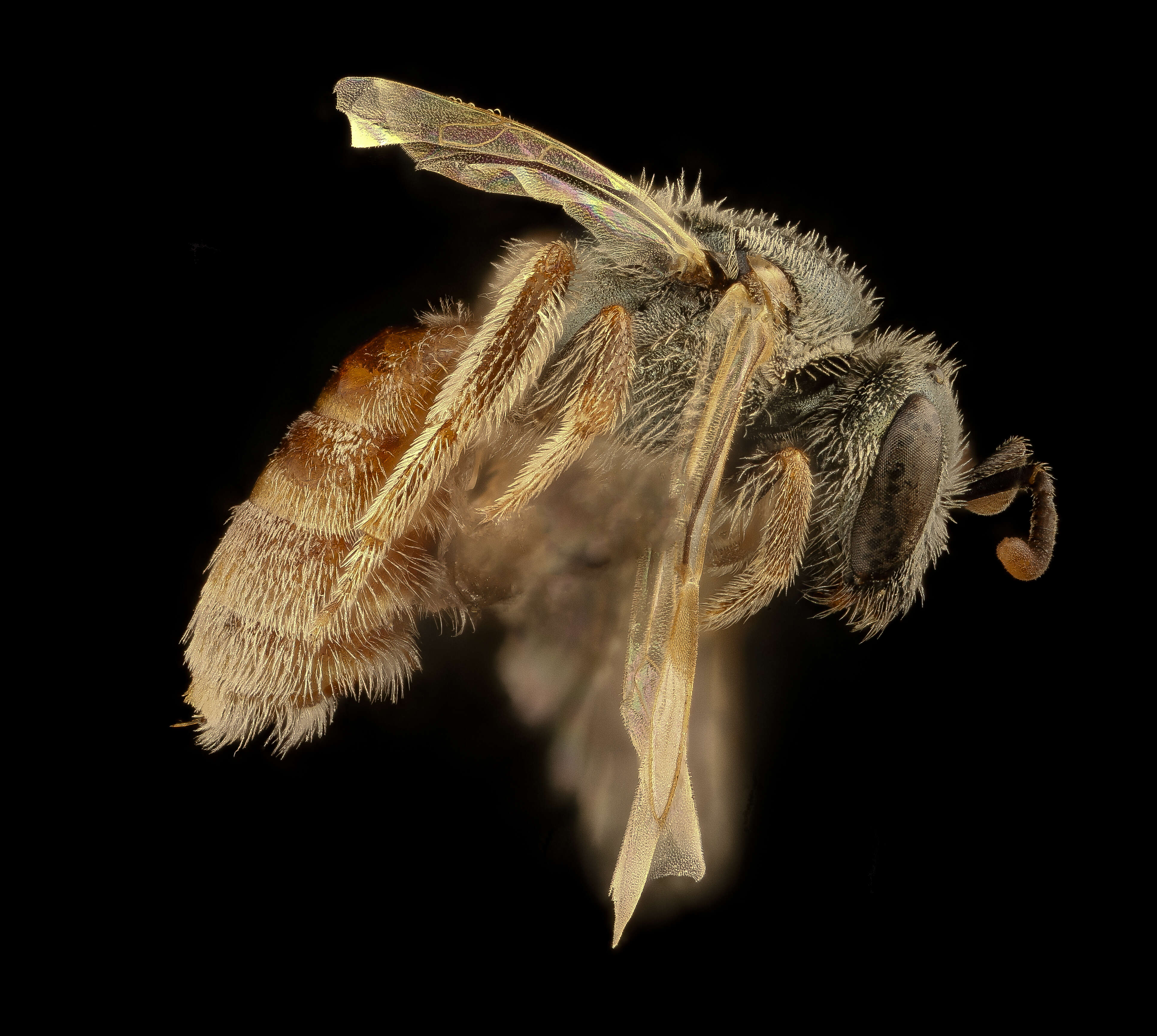 صورة Lasioglossum pictum (Crawford 1902)