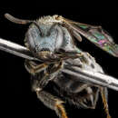 Image de Lasioglossum tamiamense (Mitchell 1960)