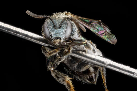 Image de Lasioglossum tamiamense (Mitchell 1960)