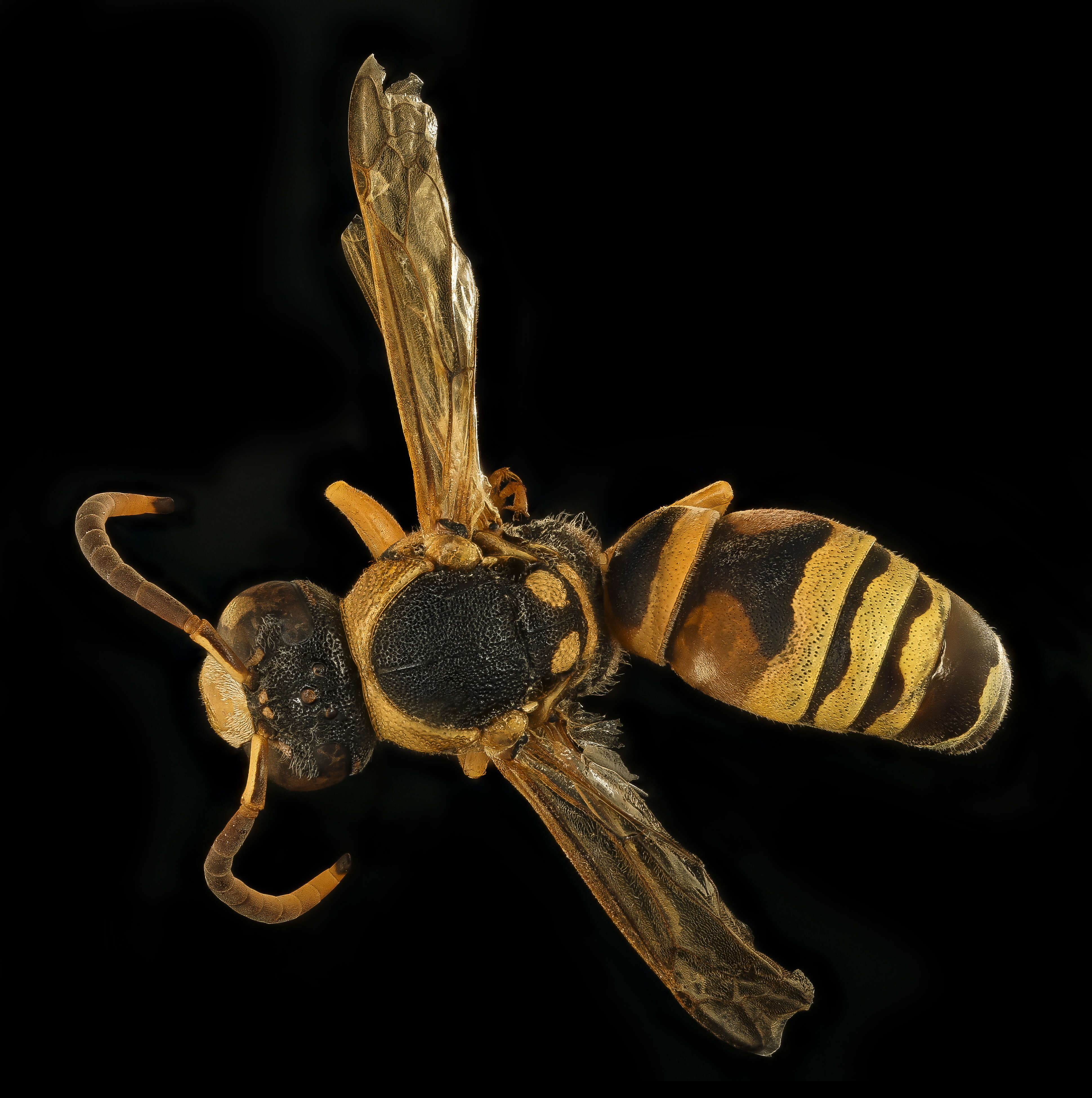Image of Yellowjackets and Hornets, Paper Wasps; Potter, Mason and Pollen Wasps and allies