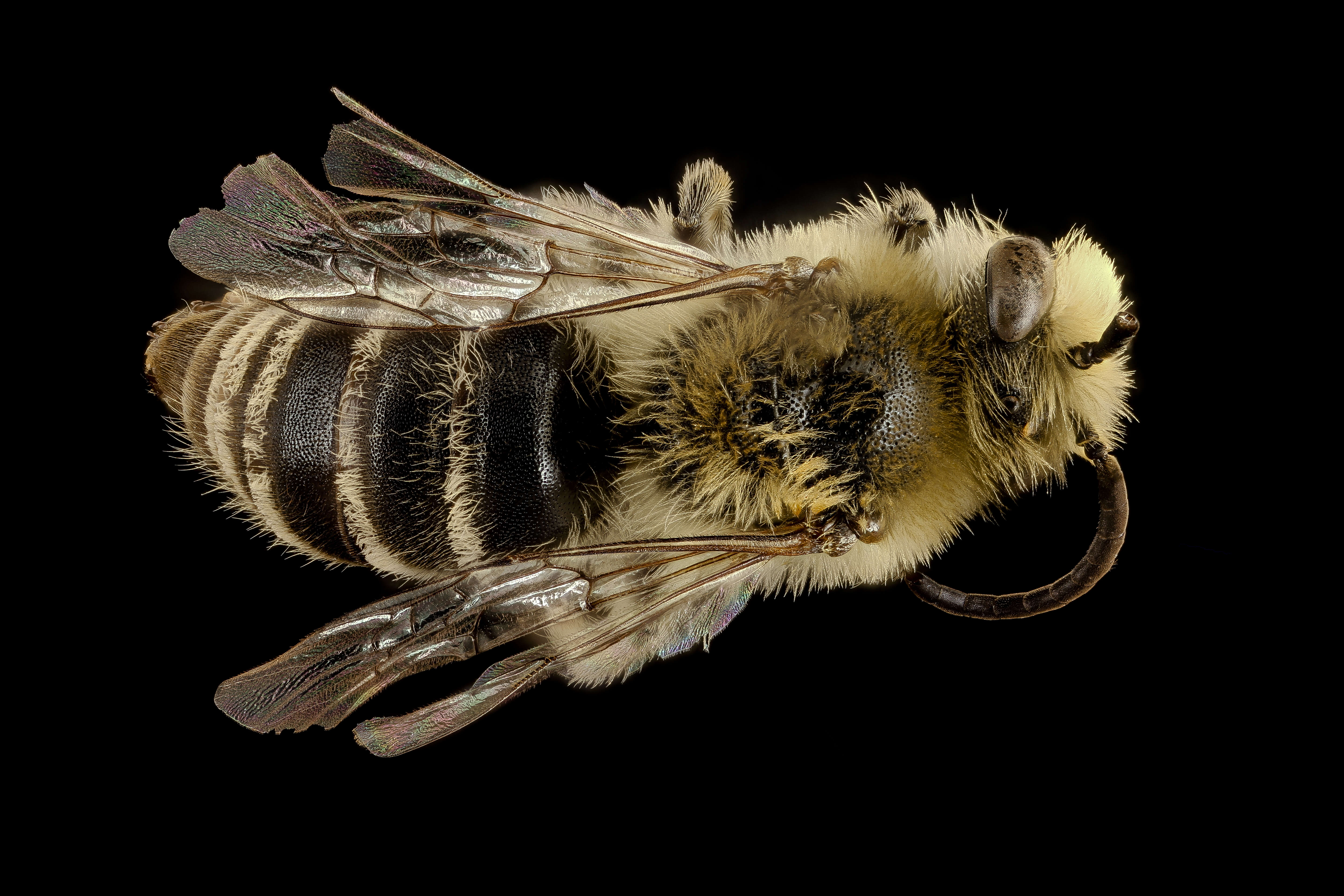 Imagem de Colletes kincaidii Cockerell 1898