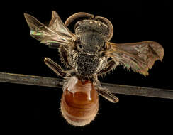 Image of Sphecodes fattigi Mitchell 1956