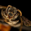 Image of Sphecodes fattigi Mitchell 1956