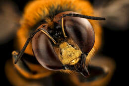 Image of Southern Carpenter Bee