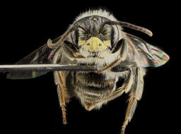 Image of Cresson's Andrena