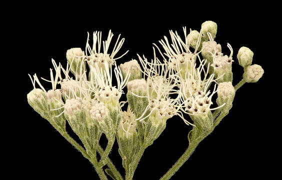 Image of white snakeroot