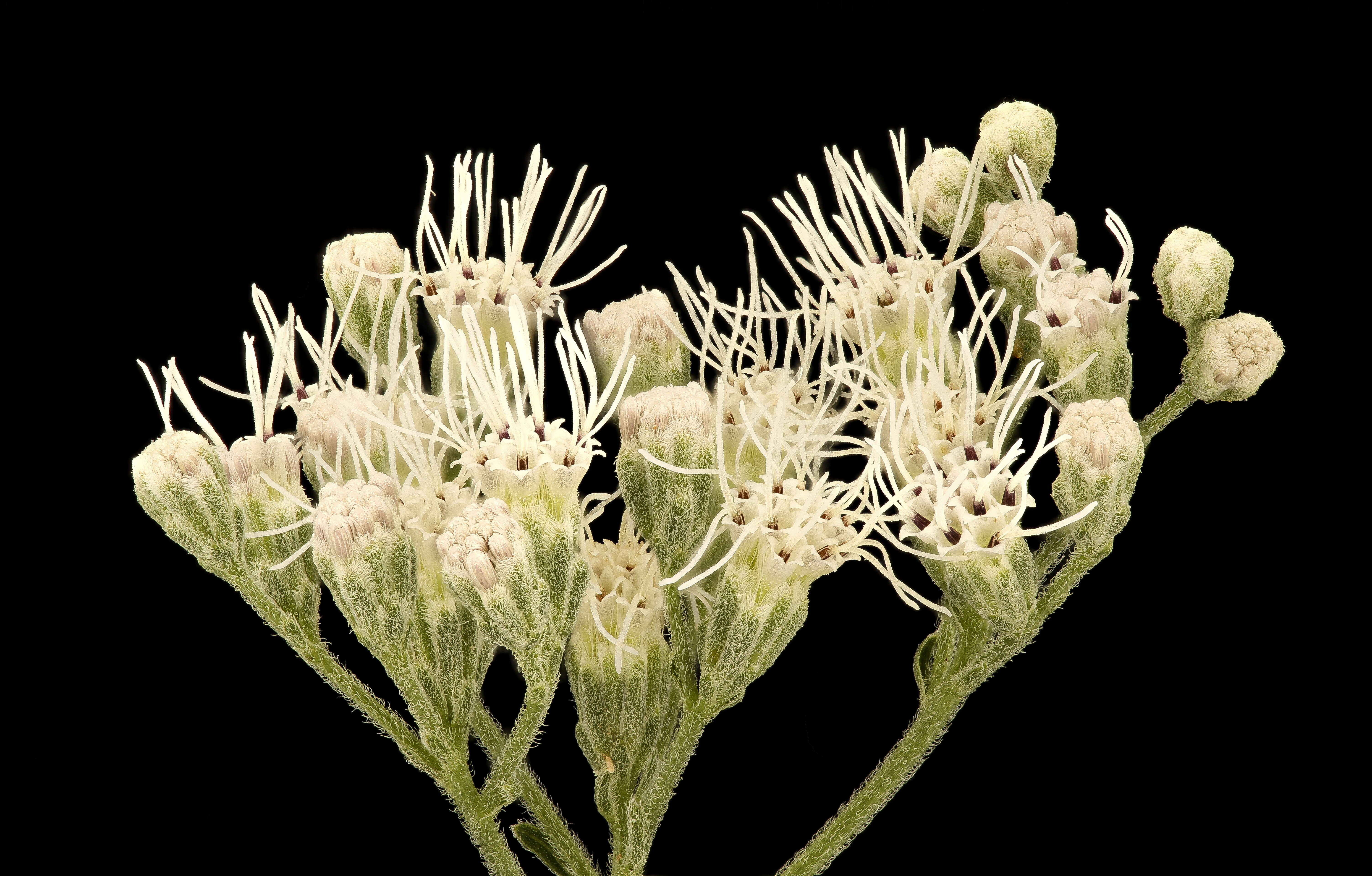 Imagem de Ageratina altissima (L.) R. King & H. Rob.