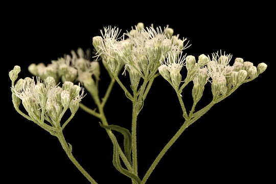 Plancia ëd Ageratina altissima (L.) R. King & H. Rob.