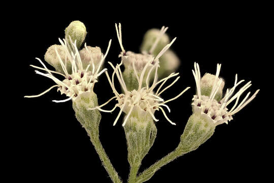 Plancia ëd Ageratina altissima (L.) R. King & H. Rob.