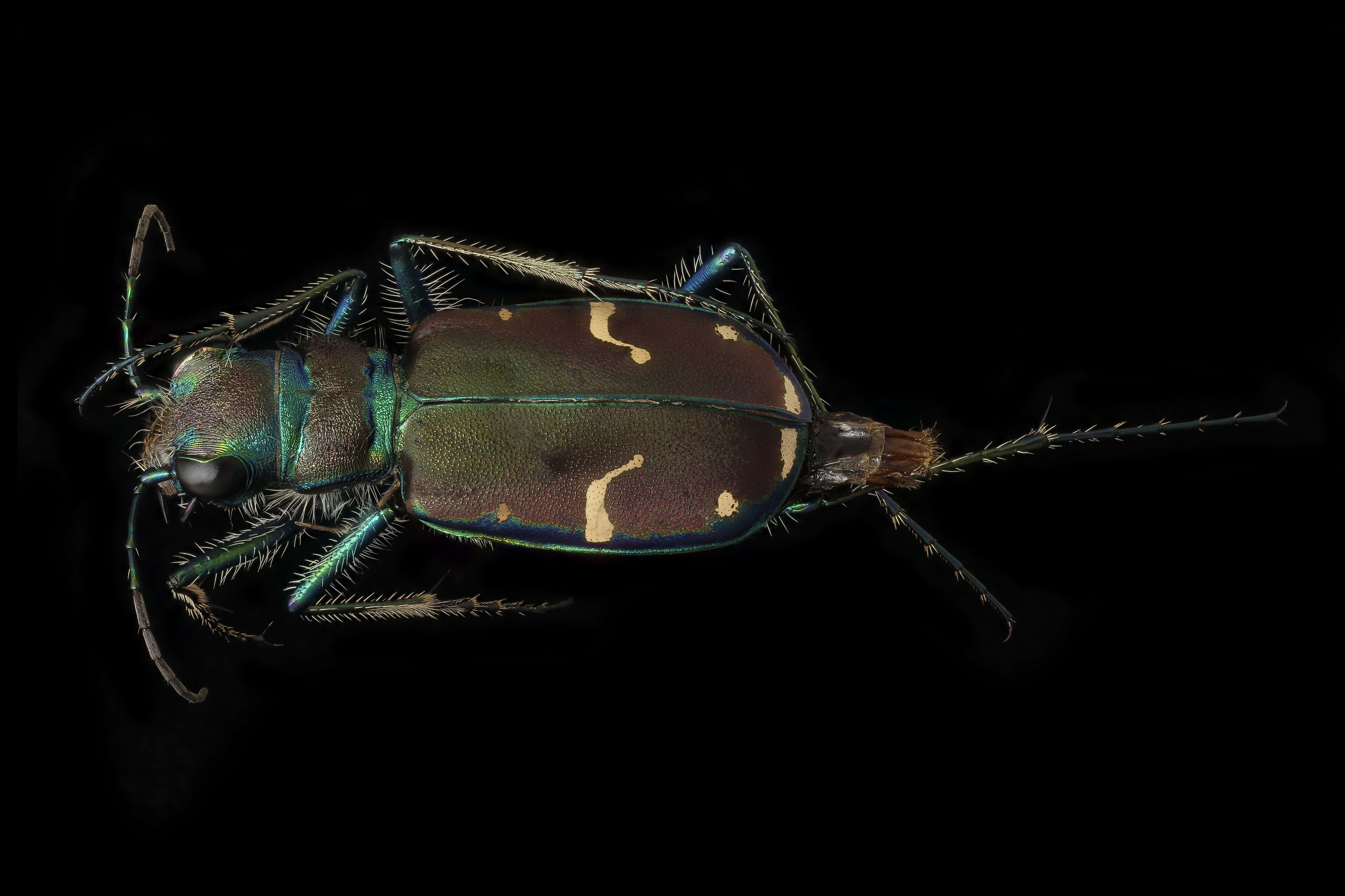 Image of Cicindella limbalis