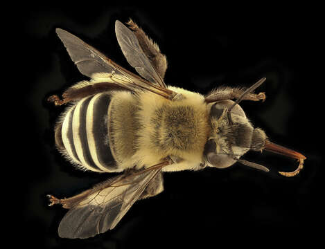 Image of Anthophora walshii Cresson 1869