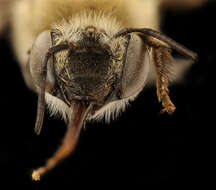 Image of Anthophora walshii Cresson 1869