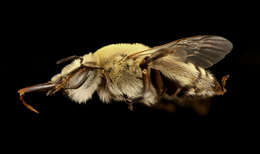 Image of Anthophora walshii Cresson 1869