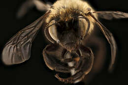 Anthophora ursina Cresson 1869的圖片