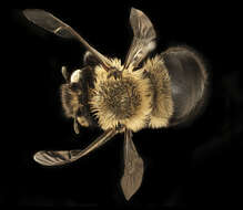 Anthophora ursina Cresson 1869的圖片