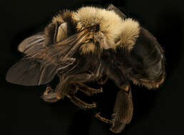 Anthophora ursina Cresson 1869的圖片