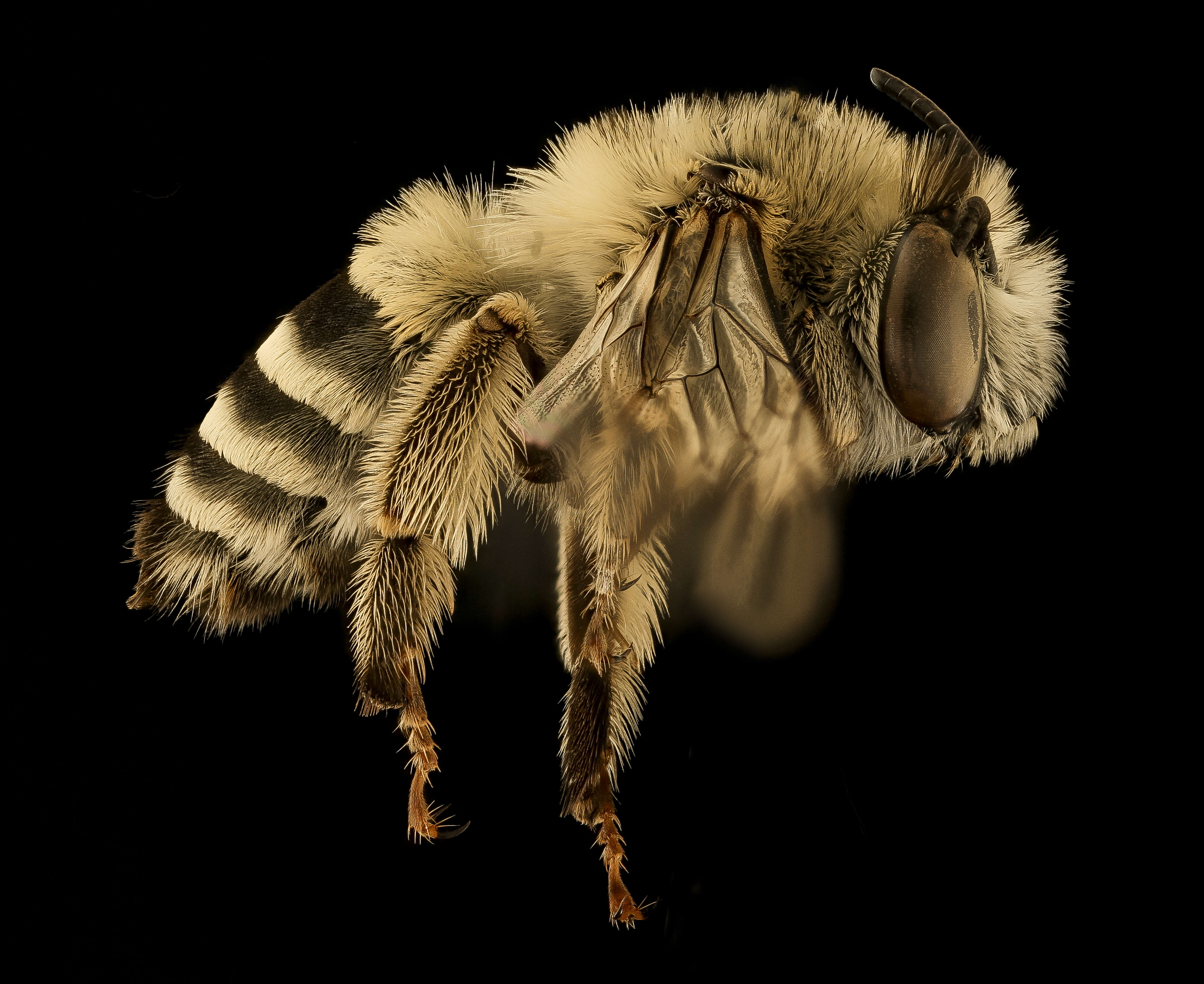 Image of Anthophora urbana Cresson 1879