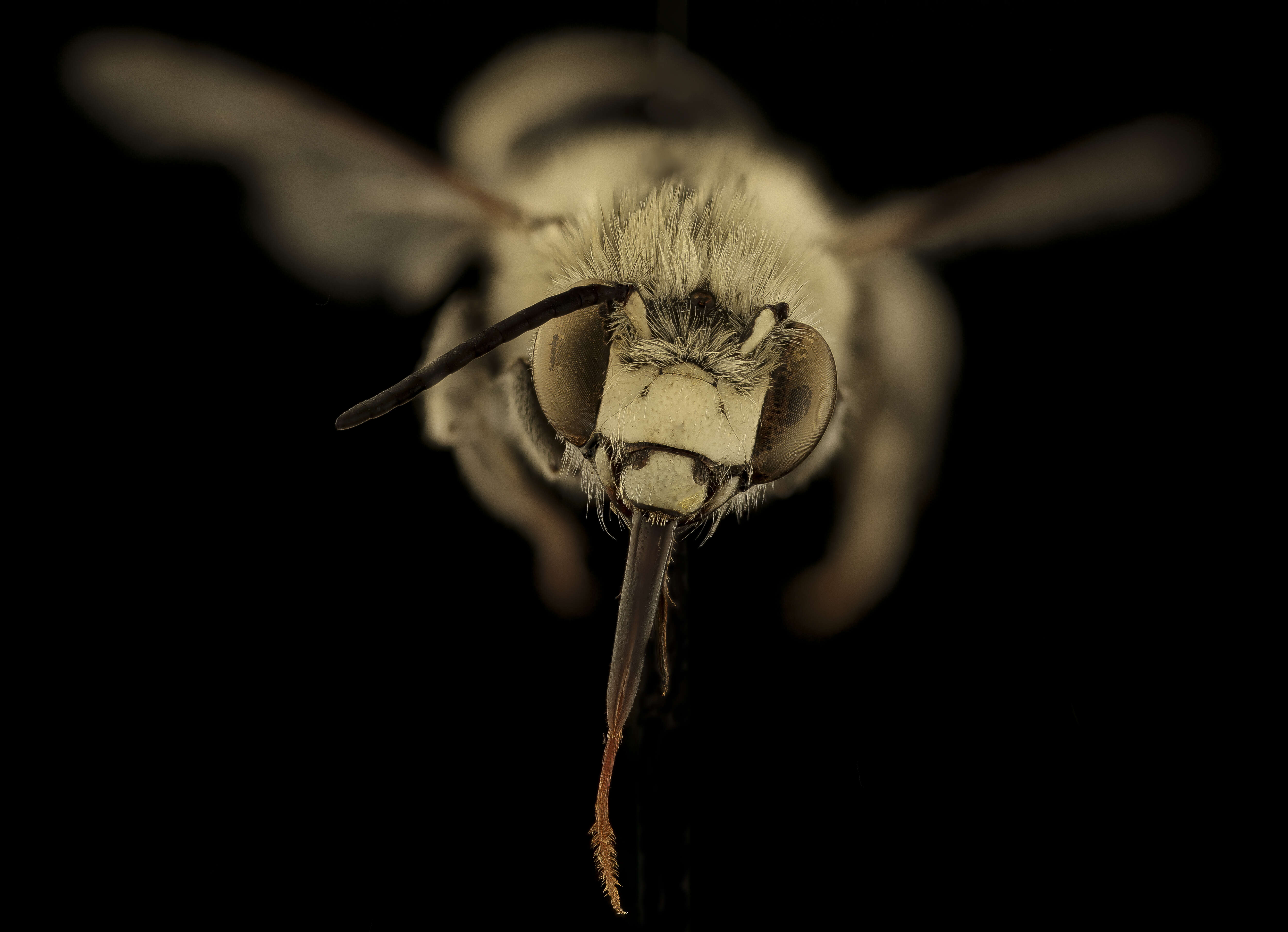 Image of Anthophora urbana Cresson 1879