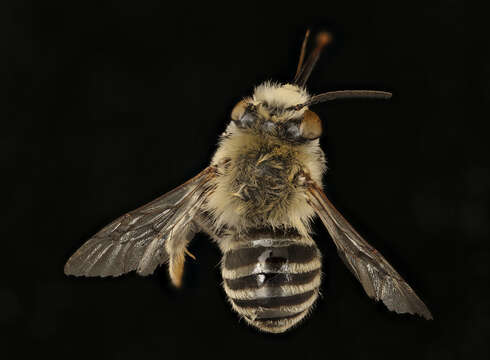 Image of Anthophora urbana Cresson 1879