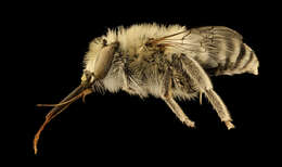 Image of Anthophora urbana Cresson 1879